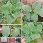 Μαύρο Λάχανο Ποντιακό – Φυλλώδες