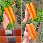 Καρότο ''Amsterdam Forcing''