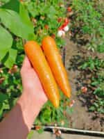 Καρότο ''Amsterdam Forcing'' - Image 2