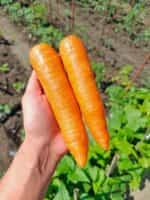 Καρότο ''Amsterdam Forcing'' - Image 3