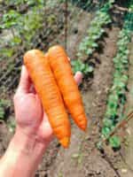 Καρότο ''Amsterdam Forcing'' - Image 4