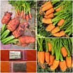 Καρότο ''Nantes 3''