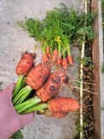 Καρότο ''Nantes 3'' - Image 2