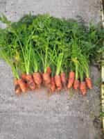 Καρότο ''Nantes 3'' - Image 5