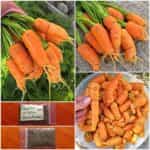Καρότο Μεσαίο Παραδοσιακό