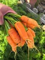 Καρότο Μεσαίο Παραδοσιακό - Image 2