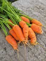 Καρότο Μεσαίο Παραδοσιακό - Image 3
