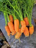 Καρότο Μεσαίο Παραδοσιακό - Image 5