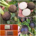 Ρεπάνι Μαύρο ''Murzynka''