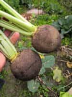 Ρεπάνι Μαύρο ''Murzynka'' - Image 2