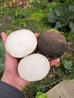 Ρεπάνι Μαύρο ''Murzynka'' - Image 3