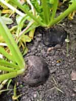 Ρεπάνι Μαύρο ''Murzynka'' - Image 4