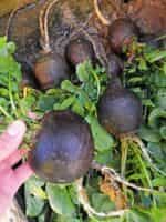 Ρεπάνι Μαύρο ''Murzynka'' - Image 5