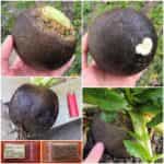 Ρεπάνι Μαύρο Γίγας ''Runder Schwarzer Winter''