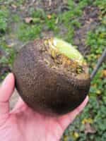 Ρεπάνι Μαύρο Γίγας ''Runder Schwarzer Winter'' - Image 2