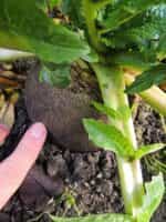 Ρεπάνι Μαύρο Γίγας ''Runder Schwarzer Winter'' - Image 3