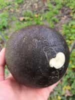 Ρεπάνι Μαύρο Γίγας ''Runder Schwarzer Winter'' - Image 4