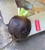 Ρεπάνι Μαύρο Γίγας ''Runder Schwarzer Winter'' - Image 5