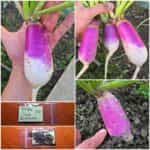 Ρέβα Ίσια Δίχρωμη ''Samson Stubble''