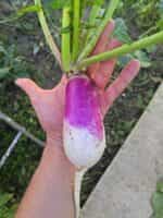 Ρέβα Ίσια Δίχρωμη ''Samson Stubble'' - Image 2