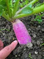 Ρέβα Ίσια Δίχρωμη ''Samson Stubble'' - Image 3