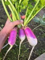 Ρέβα Ίσια Δίχρωμη ''Samson Stubble'' - Image 4