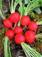 Ραπανάκι Κόκκινο ''Saxa'' - Image 2