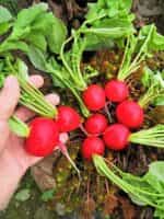 Ραπανάκι Κόκκινο ''Saxa'' - Image 3