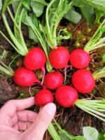 Ραπανάκι Κόκκινο ''Saxa'' - Image 4