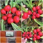 Ραπανάκι Κόκκινο ''Saxa''