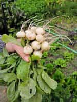 Ραπανάκι Άσπρο ''Sniezka'' - Image 3