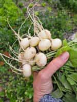 Ραπανάκι Άσπρο ''Sniezka'' - Image 2