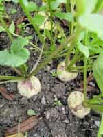 Ραπανάκι Άσπρο ''Sniezka'' - Image 4