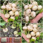 Ραπανάκι Άσπρο ''Sniezka''