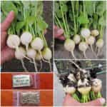 Ραπανάκι Άσπρο ''Hailstone''