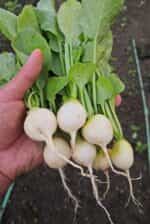 Ραπανάκι Άσπρο ''Hailstone'' - Image 2