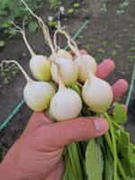 Ραπανάκι Άσπρο ''Hailstone'' - Image 3