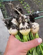 Ραπανάκι Άσπρο ''Hailstone'' - Image 4