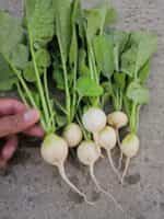 Ραπανάκι Άσπρο ''Hailstone'' - Image 5