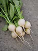 Ραπανάκι Άσπρο ''Hailstone'' - Image 6