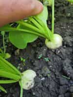 Ραπανάκι Άσπρο ''Hailstone'' - Image 7