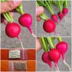 Ραπανάκι Κόκκινο Κερασάκι ''Cherry Belle''