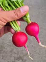 Ραπανάκι Κόκκινο Κερασάκι ''Cherry Belle'' - Image 2