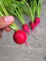 Ραπανάκι Κόκκινο Κερασάκι ''Cherry Belle'' - Image 3