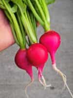 Ραπανάκι Κόκκινο Κερασάκι ''Cherry Belle'' - Image 4