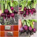 Ραπανάκι Μωβ ''Purple Malaga''