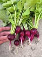 Ραπανάκι Μωβ ''Purple Malaga'' - Image 2