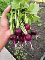 Ραπανάκι Μωβ ''Purple Malaga'' - Image 3