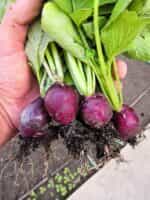 Ραπανάκι Μωβ ''Purple Malaga'' - Image 4