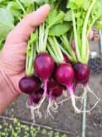 Ραπανάκι Μωβ ''Purple Malaga'' - Image 5